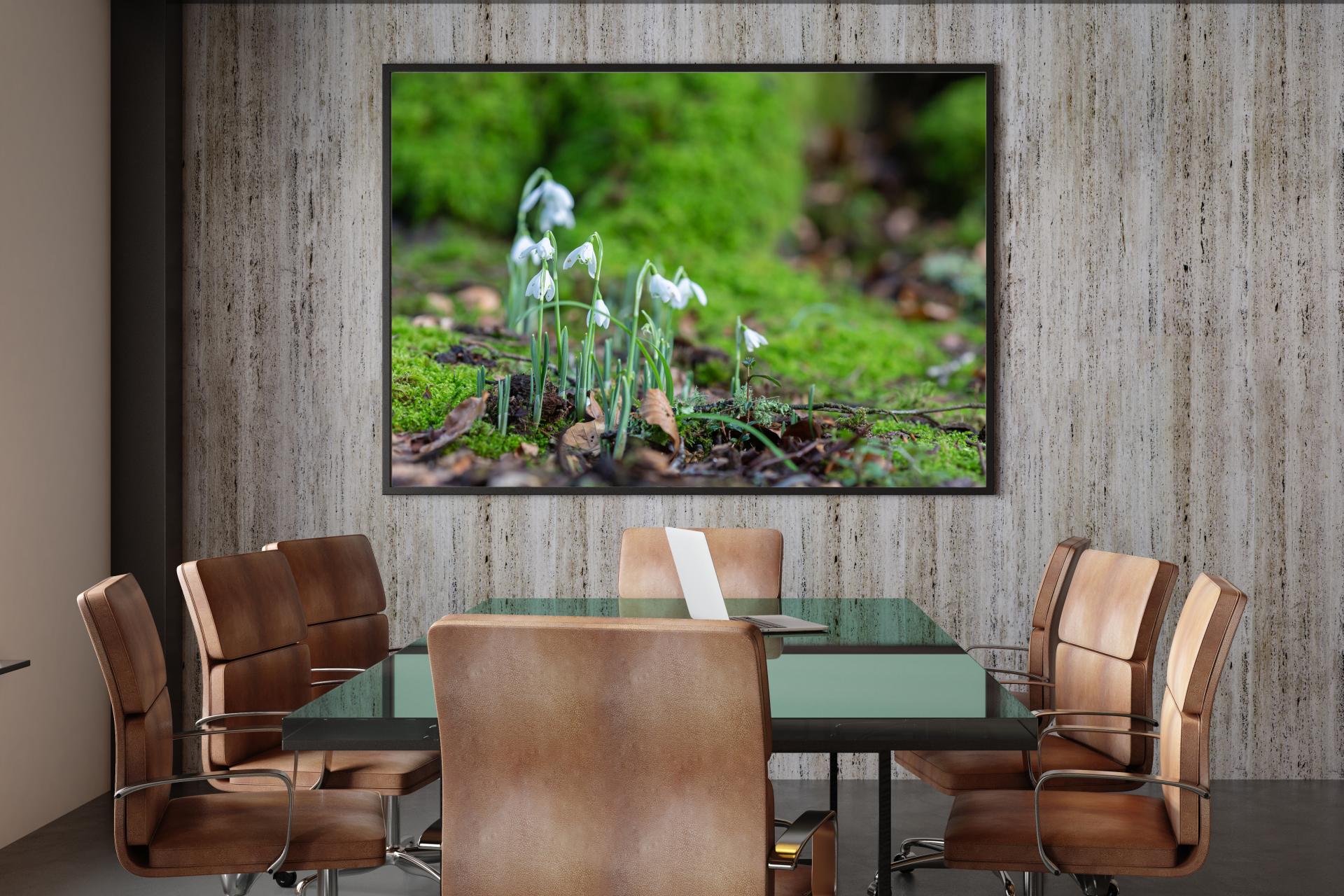 Snowdrops taken at ground level with mossy ground